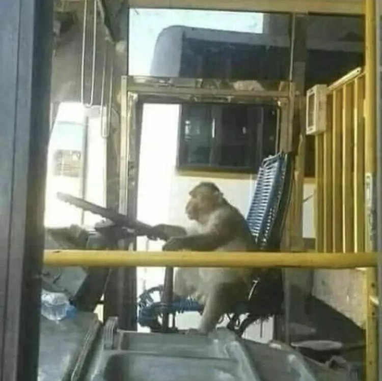 Posisi Teraneh Hewan yang Tertangkap Kamera, Kok Bisa di Situ?