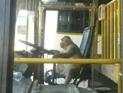 Posisi Teraneh Hewan yang Tertangkap Kamera, Kok Bisa di Situ?