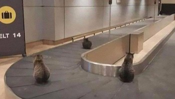 Ini memang ada yang membawa kucing dan disimpan di bagasi atau gimana? Foto: animalswheretheyshouldntbe via Bored Panda