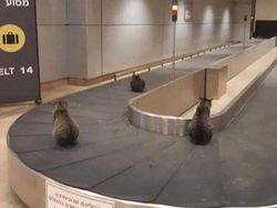 Posisi Teraneh Hewan yang Tertangkap Kamera, Kok Bisa di Situ?