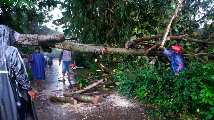 Relawan membersihkan pohon tumbang di Klaten, Kamis (2/2/2023).