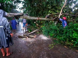 Hujan Lebat-Angin Kencang Landa Klaten, Sejumlah Pohon Tumbang