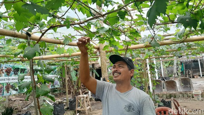 Warga Pangandaran ubah lahan tempat pembuangan sampah jadi kebun anggur