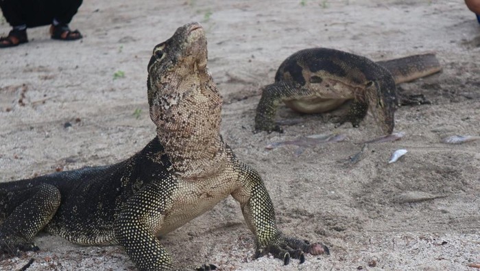 Wisata Pulau Biawak Indramayu, Harga Tiket dan Lokasinya.
