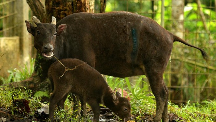 Foto tangkapan layar video proses persalinan caesar Anoa (Buballus sp) yang melahirkan anakan Anoa bernama Raden di Anoa Breeding Center (ABC/Pusat Pengembangbiakan Anoa) Balai Penerapan Standar Instrumen Lingkungan Hidup dan Kehutanan (BPSILHK), Manado, Sulawesi Utara, Kamis (2/2/2023). Raden merupakan anakan Anoa pertama yang berhasil dilahirkan melalui operasi caesar pada 16 Januari 2023 lalu, dan menambah total jumlah populasi Anoa di ABC-BPSILHK menjadi sembilan ekor yang terdiri dari empat jantan dan lima betina. ANTARA FOTO/Adwit B Pramono/foc.