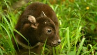 Anakan Anoa (Buballus sp) bernama Raden mencari makan di Anoa Breeding Center (ABC/Pusat Pengembangbiakan Anoa) Balai Penerapan Standar Instrumen Lingkungan Hidup dan Kehutanan (BPSILHK), Manado, Sulawesi Utara, Kamis (2/2/2023).