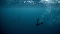 Seekor sirip muncul dari kedalaman yang suram di pulau Spildra di ujung utara negara Skandinavia itu. Sekilas adalah semua yang ditunggu-tunggu oleh Guerin-Boeri.  