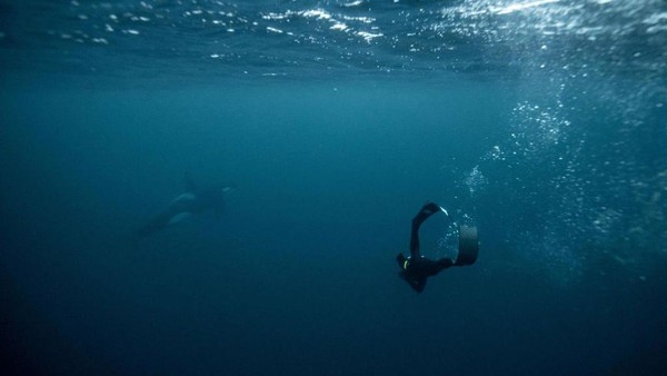 Seekor sirip muncul dari kedalaman yang suram di pulau Spildra di ujung utara negara Skandinavia itu. Sekilas adalah semua yang ditunggu-tunggu oleh Guerin-Boeri. Â Seekor sirip muncul dari kedalaman yang suram di pulau Spildra di ujung utara negara Skandinavia itu. Sekilas adalah semua yang ditunggu-tunggu oleh Guerin-Boeri. Â
