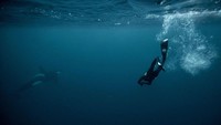 Pada penyelaman ini, tujuan utamanya hanyalah untuk merenungkan makhluk yang menakjubkan dan mengejar kegembiraan dalam membuat penemuan. Guerin-Boeri menghabiskan seminggu menyelam dari Spildra yang bersalju, pulau kecil yang dihuni segelintir orang.