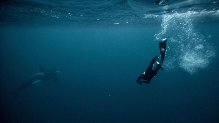 Five times freediving World Champion France's Arthur Guerin-Boeri swims next to an Orca's (Killer Whales) in the Arctic Ocean in the Spildra Island northern Arctic Circle, on January 27, 2023. - Arctic Atlantic ocean is at +3C as the air temperature is -4C at this time of the year during the polar nights. (Photo by Olivier MORIN / AFP) (Photo by OLIVIER MORIN/AFP via Getty Images)