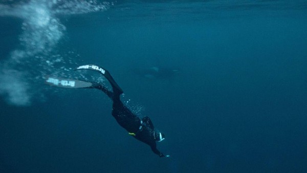 Meluncur diam-diam melalui perairan arktik Norwegia yang dingin, juara dunia freediver Arthur Guerin-Boeri menantang suhu glasial dan kegelapan untuk bertemu dengan salah satu predator laut yang paling menakutkan yaitu Orca (paus pembunuh).  