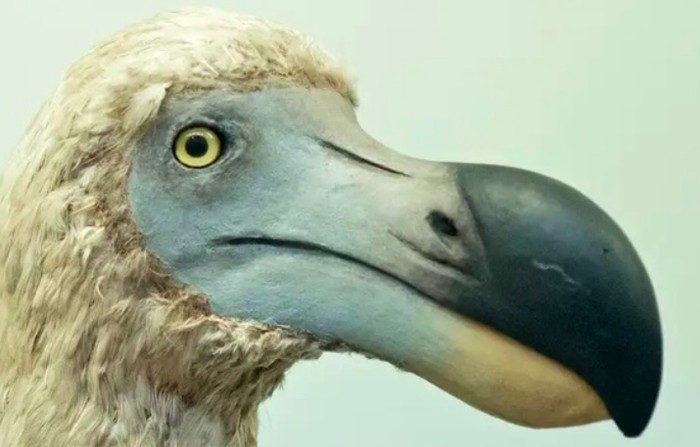 Burung dodo yang sudah punah