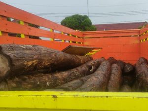 Otak Pencurian Kayu Sonokeling di Trenggalek Diburu