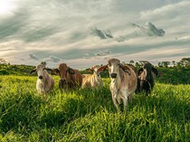 Terpopuler: Wisata Ternak di Inggris Tutup Selamanya, 200 Hewan Terlantar Cari Rumah Baru