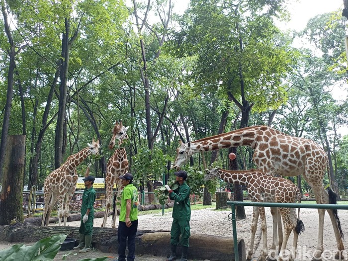 Jerapah di Ragunan.