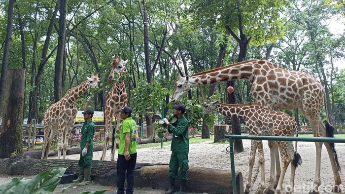 Jerapah di Ragunan.