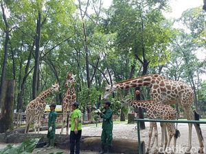 Nama-nama Anak Jerapah di Ragunan Warisan Para Gubernur Jakarta