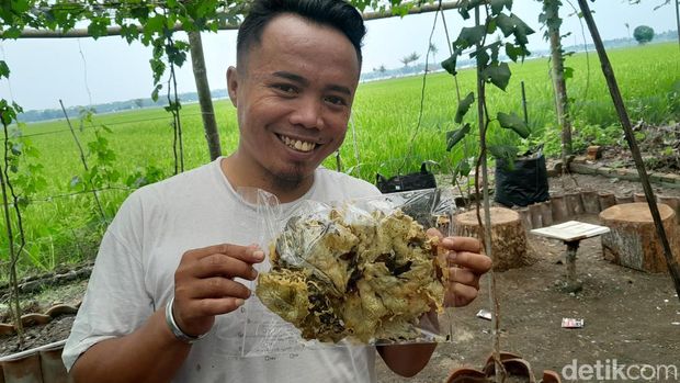 Keripik daun anggur di Pangandaran.