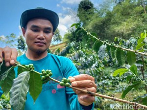 Cita Rasa Kopi Ciwidey yang Mendunia, Karakteristik dan Harganya