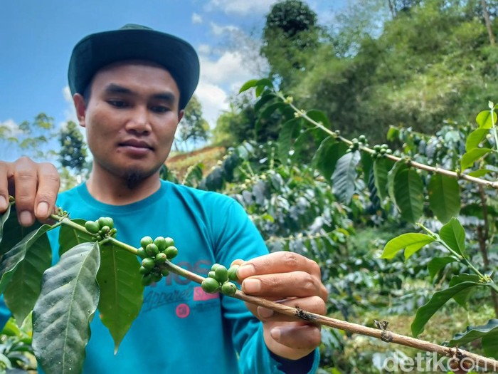 Kopi Ciwidey.
