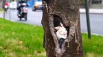Super Kreatif! Lubang Pohon di Shanghai Disulap Jadi Lukisan