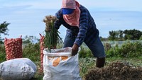 Selama hampir sebulan, bawang bombay menjadi bahan pangan mewah bagi orang Filipina. Lonjakan harganya membuat harga sayuran menjadi lebih mahal dari jenis-jenis daging.  