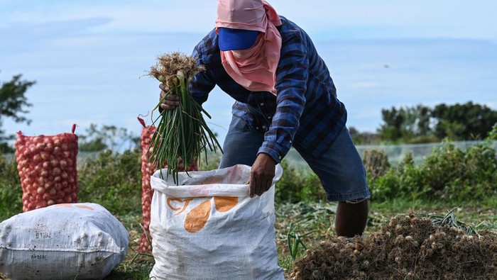 This photo taken on January 17, 2023 shows harvested onions being transported on a tricycle at a farm in Bongabon, Nueva Ecija province. - Even before the onions are fully grown, Philippine farmers race to harvest the crop and cash in on eye-watering prices for a vegetable that has become a luxury item in the country.  - To go with AFP story Philippines-agriculture-onion,FOCUS by Cecil MORELLA (Photo by JAM STA ROSA / AFP) / To go with AFP story Philippines-agriculture-onion,FOCUS by Cecil MORELLA (Photo by JAM STA ROSA/AFP via Getty Images)