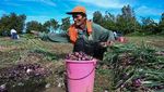 Bawang Jadi Barang Mewah di Filipina, Harganya Lebih Mahal dari Ayam