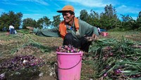 Seorang petani memanen bawang di sebuah pertanian di Bongabon, provinsi Nueva Ecija, Filipina, Selasa (17/1/2023).  