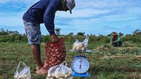Sekilo bawang bombay dan bawang putih mencapai Rp 165.000 pada pekan ini, sedangkan ayam utuh bisa dibeli seharga Rp 60.300.  