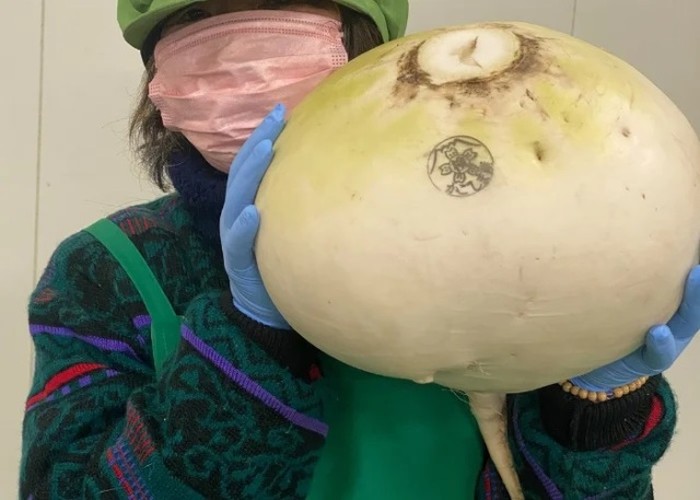 Lobak Terbesar di Dunia Seberat 10 Kg