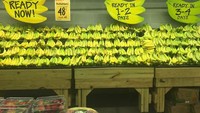 Meski populer, buah pisang punya masa penyimpanan yang cepat. Agar buah tak cepat menghitam atau busuk, supermarket ini menyusun buah pisang sesuai tingkat kematangannya.  Foto: Pool/Site