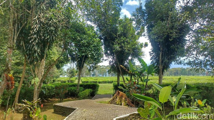 Perkebunan Teh Peninggalan Bosscha di Pangalengan