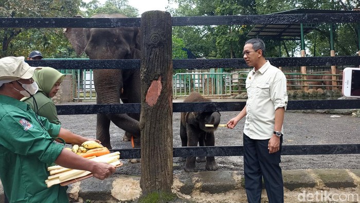 Pj Gubernur DKI Jakarta Heru Budi Hartono menyambangi Taman Margasatwa Ragunan di Jaksel. Ia memberikan nama kepada anak gajah dan jerapah yang baru lahir. (Tiara Aliya/detikcom)