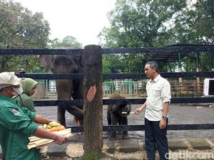 Gajah dan Jerapah di TM Ragunan Lahiran, Heru Beri Nama Unggul dan Tazoo