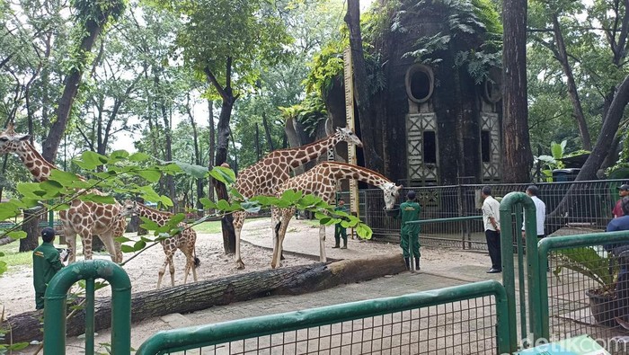 Pj Gubernur DKI Jakarta Heru Budi Hartono menyambangi Taman Margasatwa Ragunan di Jaksel. Ia memberikan nama kepada anak gajah dan jerapah yang baru lahir. (Tiara Aliya/detikcom)