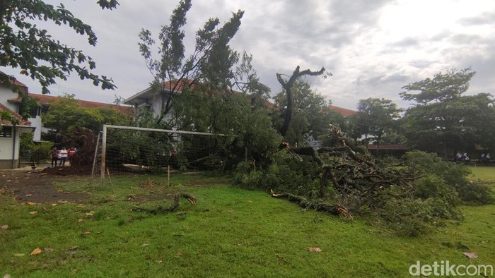 Pohon trembesi di SMAN 1 Semarang tumbang, Jumat (3/2/2023).