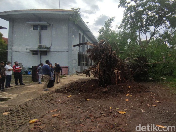 Pohon trembesi di SMAN 1 Semarang tumbang, Jumat (3/2/2023).