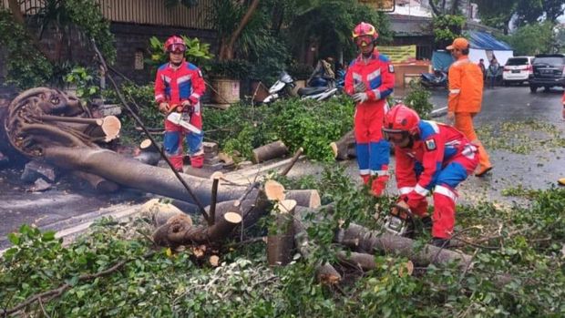 Pohon Tumbang Timpa Bajaj Hingga Ringsek di Taman Sari Jakbar (dok Istimewa)