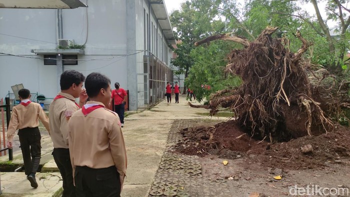 Pohon yang tumbang di halaman SMAN 1 Semarang, Jumat (3/2/2023).