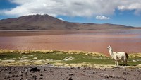 Laguna Roja. Pemandangan udara Laguna Roja di Chili utara. Konsentrasi garam yang tinggi membuat danau ini berwarna merah. Danau ini hampir sepanas kelihatannya. Air di sini bisa mencapai suhu hingga 50°C. Getty Images