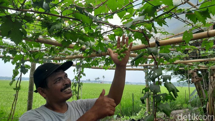 Tahmo memperlihatkan anggur di kebunnya di Pangandaran.