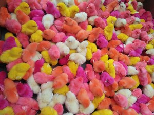 Kenapa Anak Ayam Warna-warni Cepat Mati?