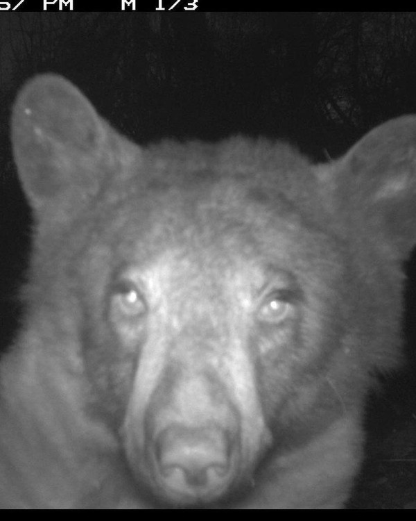 Tentu saja momen langka ini membuat petugas hutan tertawa. Karena biasanya hewan-hewan yang tertangkap dalam kamera akan bersikap cuek saja dengan keberadaan kamera. Namun beruang ini malah penasaran.