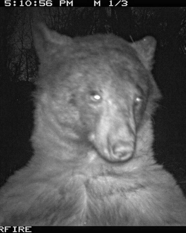Petugas Tim Ruang Terbuka dan Taman Gunung (OSMP) di Colorado, Amerika Serikat dibuat kaget dengan ratusan foto yang ditangkap kamera pengawas yang mereka tanam di hutan.
