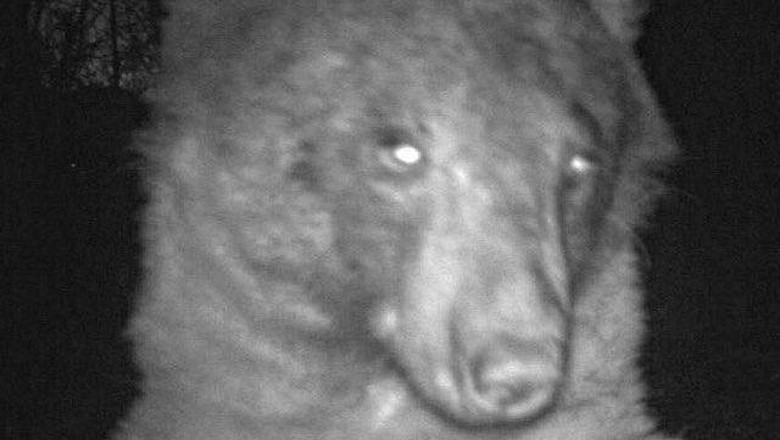 beruang tertangkap kamera di Colorado, Amerika Serikat