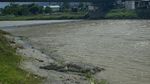 Penampakan Buaya Liar di Sungai Palu yang Resahkan Warga