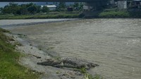 Sejumlah warga di sepanjang bantaran sungai itu mengaku resah dengan populasi buaya liar yang semakin banyak di kawasan itu.