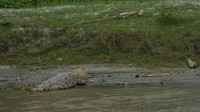 Selain membahayakan anak-anak yang bermain di sekitar bantaran sungai, juga mengancam ternak-ternak yang digembalakan di wilayah itu.