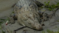 Ini penampakan seekor buaya liar yang berada di bantaran Sungai Palu, Palu, Sulawesi Tengah, Sabtu (4/2/2023).